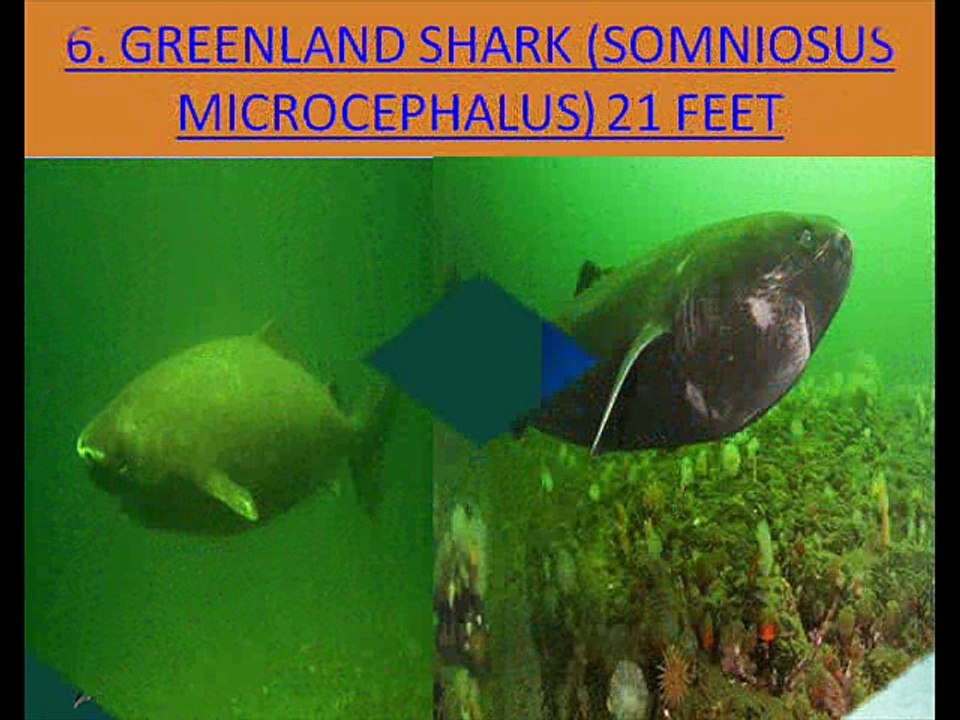 Sharks Top 10 Largest in the world