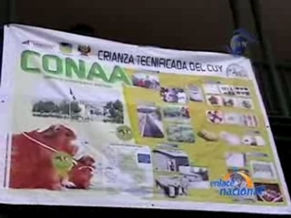 CUY DE EXPORTACIÓN - AYACUCHO