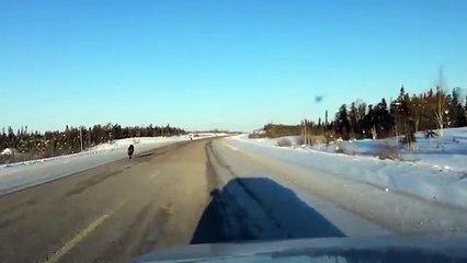 En allant au travail, une femme tombe sur deux loups sur une route déserte !
