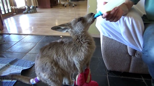 Good samaritans rescue kangaroo joeys from fires and treat them