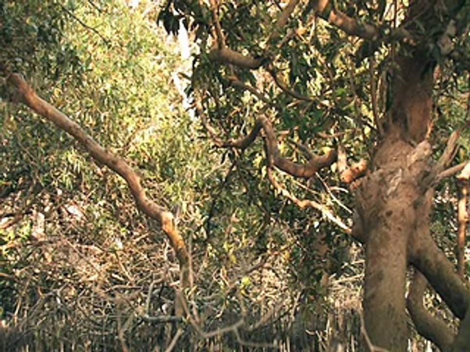 Karachi_Mangrove