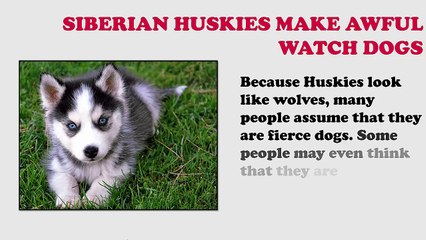 List of Facts of Siberian Husky