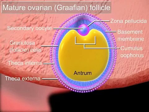 Fertilization-YBfCWRw3ncM