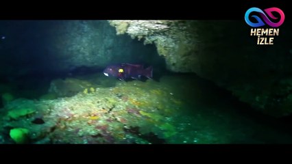 Deniz Altındaki Güzellikler - Batan Gemi