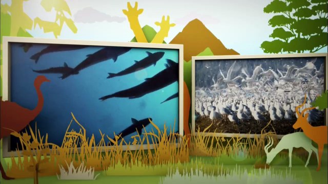 동물의 세계 20170405