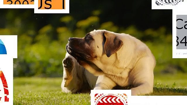 Flea Infestation McKinney TX Don't Be Fooled Call 844-230-3002