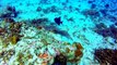 Cozumel Mexico Diving Palancar Reef Fish
