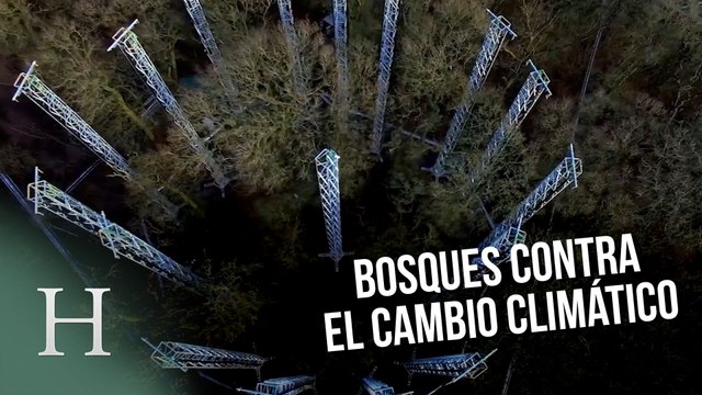 El bosque que ayuda a luchar contra el cambio climático