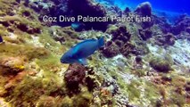 Cozumel Mexico Dive Parrot Fish Palancar Reef