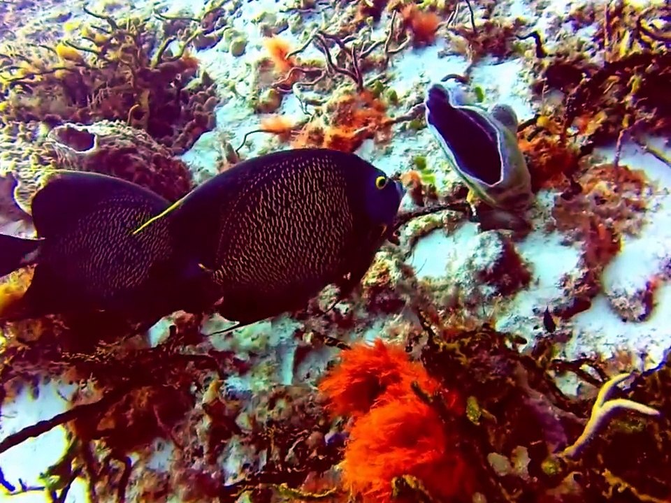 Cozumel Mexico Diving French Angelfish