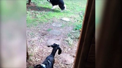 Ces chèvres veulent s'enfuir mais le chien guette
