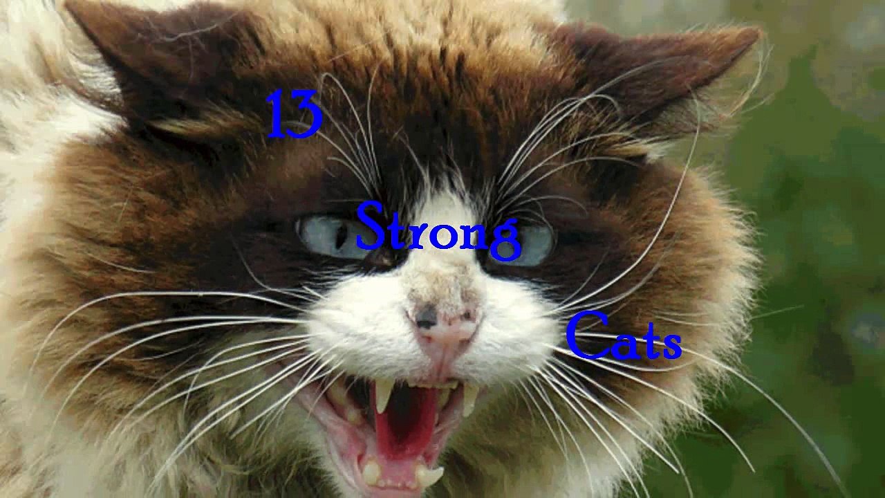 13 strong cats