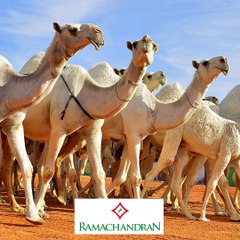 ഒട്ടക റാണിയെ കണ്ടെത്തണമല്ലോ? #AnweshanamWorld