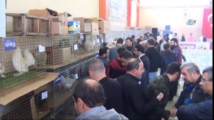 Rengarenk Yumurtalara İlgi Büyük