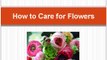 How to Take Care of Flowers - Speaking Roses