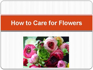 How to Take Care of Flowers - Speaking Roses
