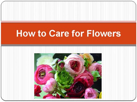 How to Take Care of Flowers - Speaking Roses