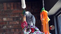 Parrot perfectly imitates barking dog next door