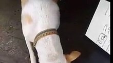 Ce chien apporte tous les jours un cadeau à la femme qui l’a sauvé !