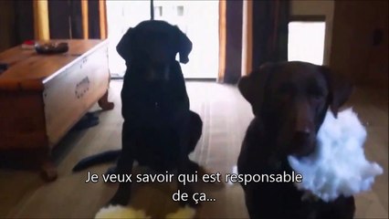 Un chien balance son ami