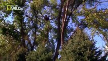 American Bald Eagle Flying, Hunting [Full Nature Wildlife Documentary]