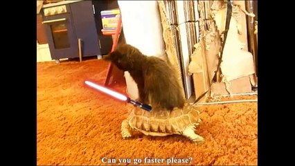 LE CHAT DE DARK VADOR - PAROLE DE CHAT