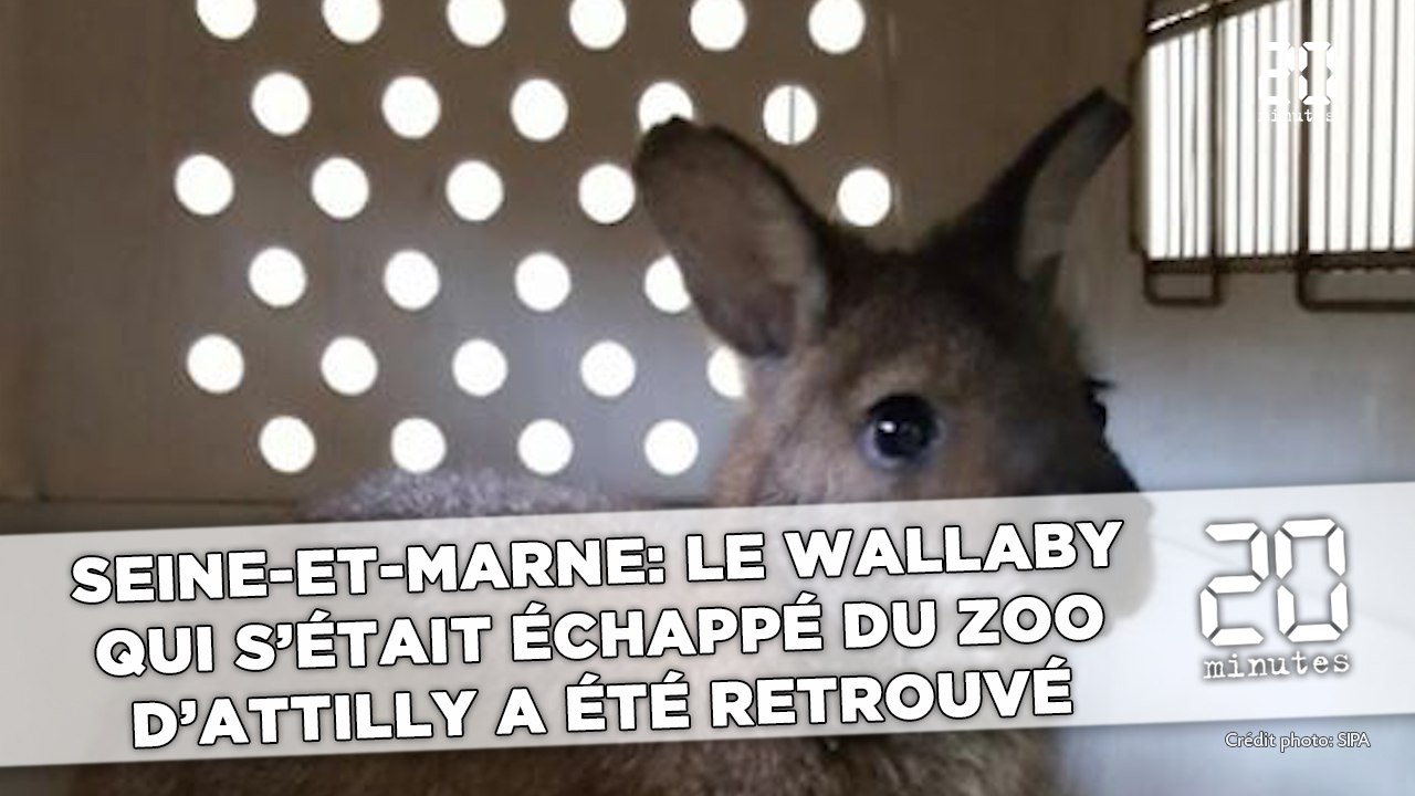 Seine-et-Marne: Le wallaby qui s'était échappé du zoo d'Attilly a été retrouvé