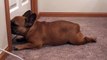 French Bulldog is literally obsessed with the vacuum