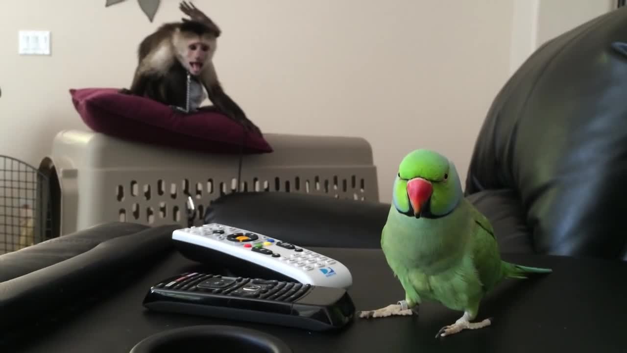 Monkey has mind blown by singing parrot