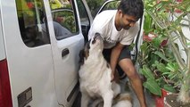 St. Bernard makes it difficult to clean van