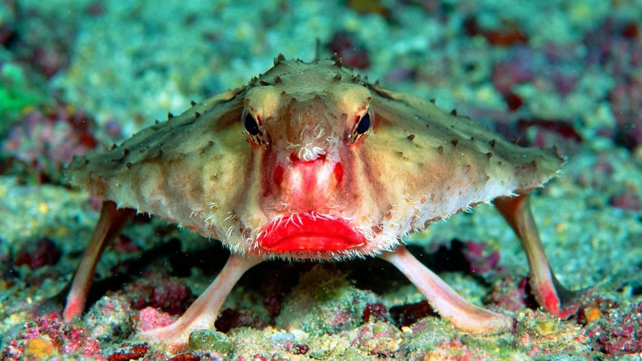 7 Animaux Bizarres et Inconnus