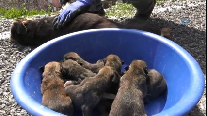 Konyaaltı Belediyesi 7 Yavrulu Köpeğe Sahip Çıktı