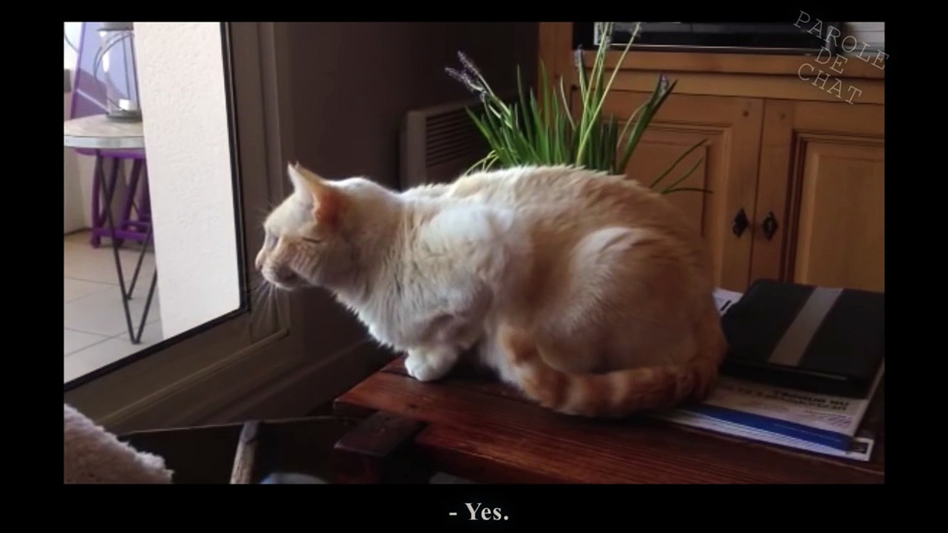 La Commere Attention Gros Mots Parole De Chat Video Dailymotion
