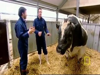 Ecco come diventa una mucca geneticamente modificata. Davvero assurdo!