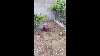 Grosse baston entre un lapin et une poule... En mode combat de pâques