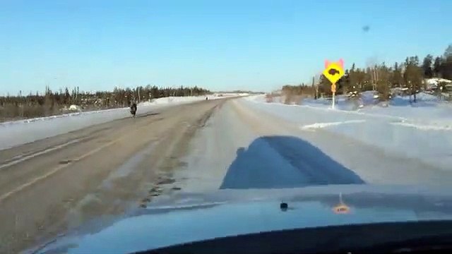 Elle croise des loups en allant au boulot...