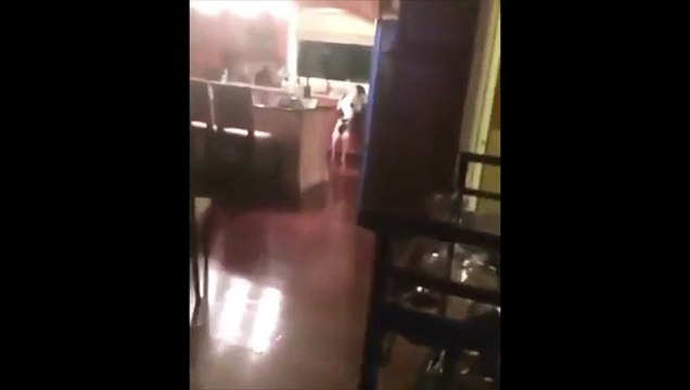 Ce chien pris en flag a une réaction hilarante