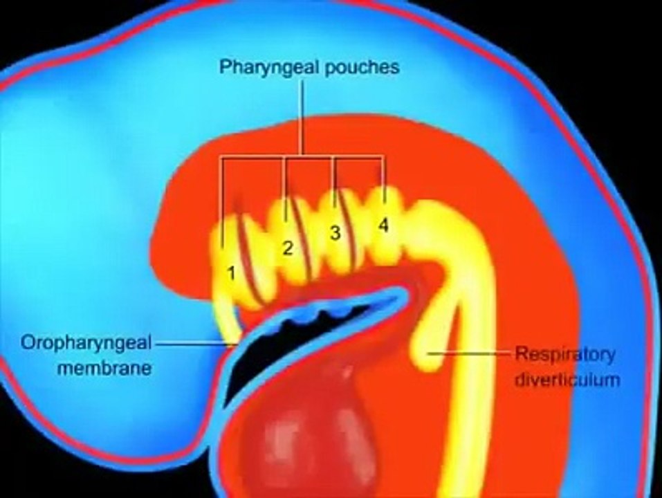 Pharyngeal Arches Development