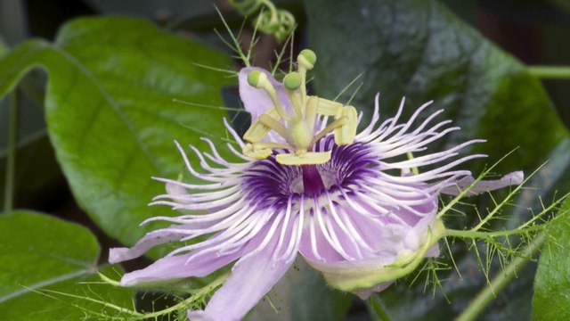 Księga Rodzajów, Studio Foto Video DigitalHD, Berlin Foto Film, kamerzysta-szczecin.pl, Filmowanie Polska i Niemcy