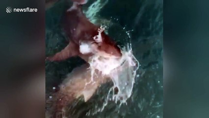 Moment 8ft bull shark breaches the surface and eats skate in one gulp