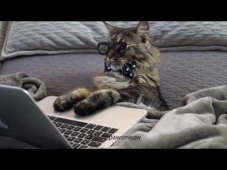 Busy Busy Business Cat Has Important Business