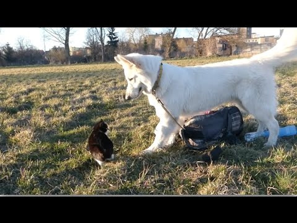 What Happens When a Curious Cat Meets an Inquisitive Dog?
