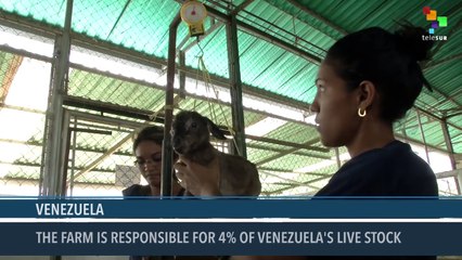 Venezuela: Biggest Goat Farm Seeks to Reach Further