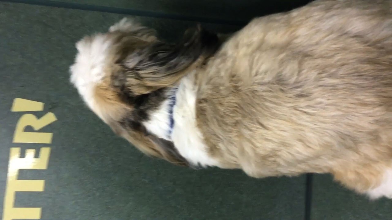 Dog Gets Jealous Of New Puppy video Dailymotion