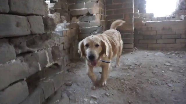 Escalade de la muraille de chine par un chien !