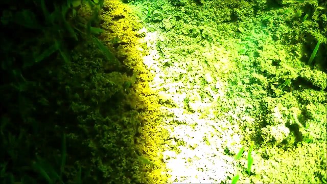 Tuer des fourmis avec une loupe géante... CRUEL !