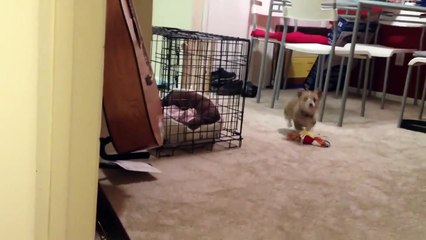 Ce bébé corgi adorable se voit dans le miroir pour la première fois... Trop mignon