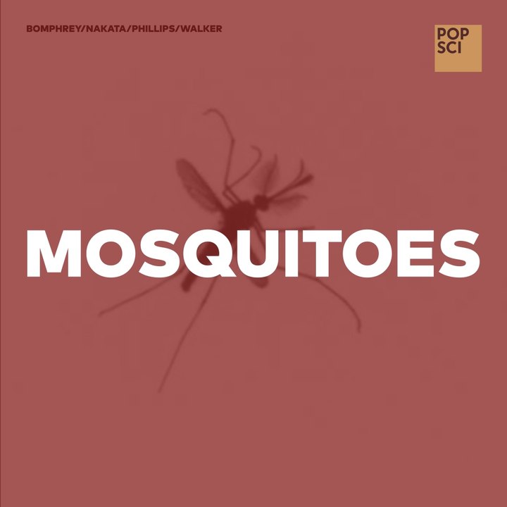 How Mosquitoes Fly