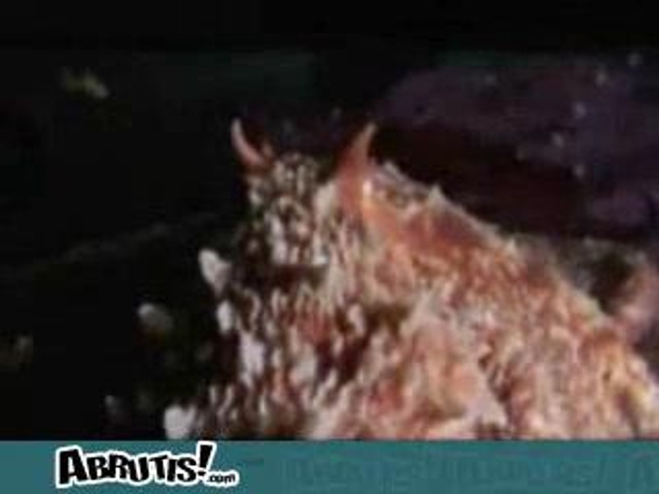 pieuvre vs requin