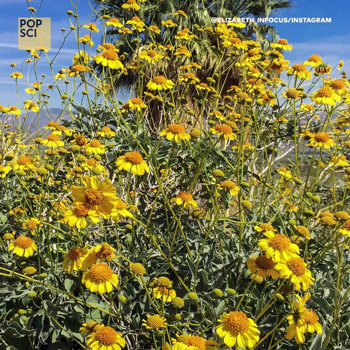California Super Bloom 2017